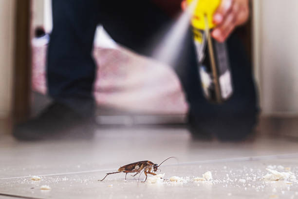 Best Mosquito Control Services  in Mount Zion, IL