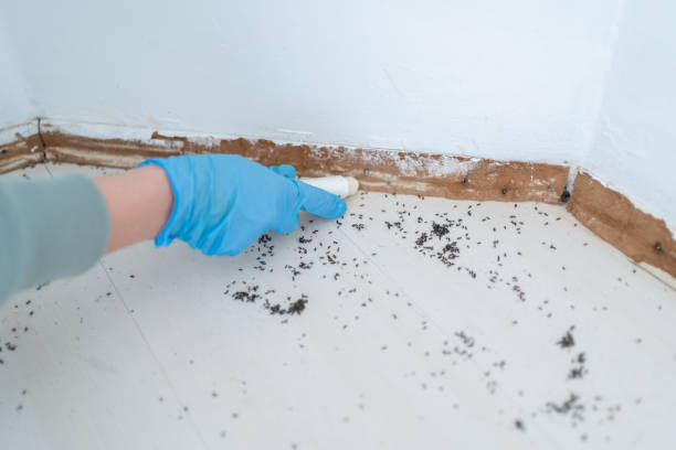 Best Bed Bug Extermination  in Mount Zion, IL